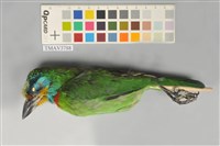 藏品(五色鳥)的圖片